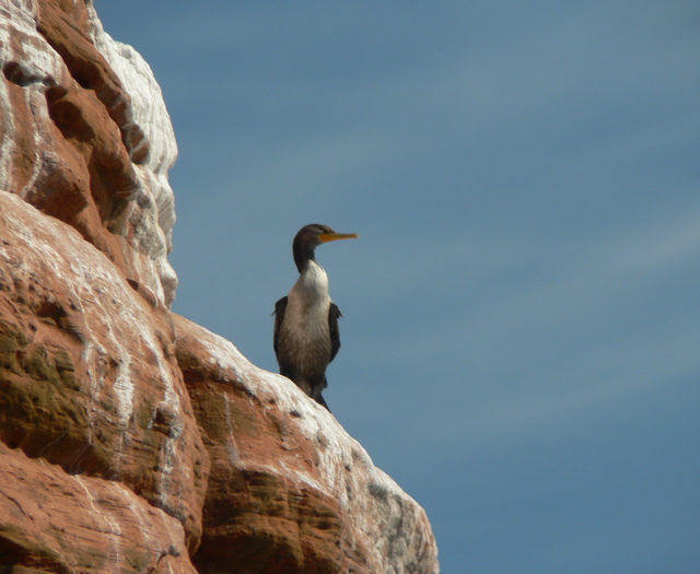 Cormoran on a rock
