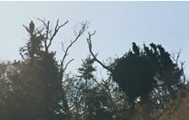 Eagles in tree with nest