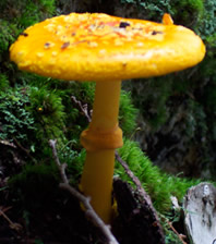 Bright yellow mushroom