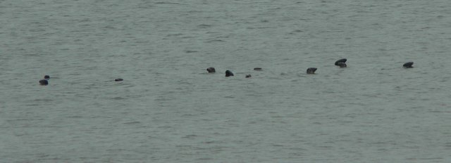 Seals in distance at Ile Boudreau
