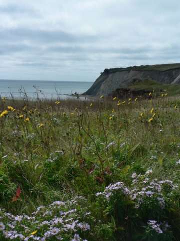 Flower view of Ile Boudreau