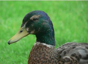 Duck