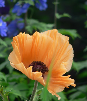 Orange flowers
