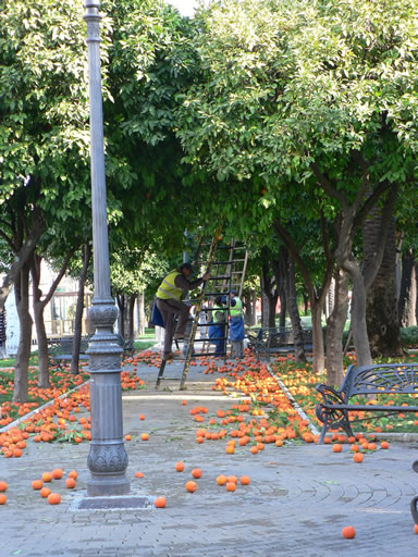 Picking oranges