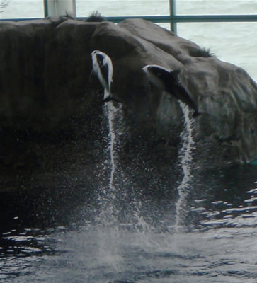 Shedd Aquarium dolphins